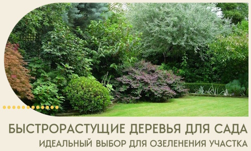 Быстрорастущие деревья для сада идеальный выбор в Белове