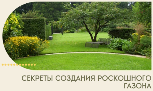Секреты создания роскошного газона в Белове